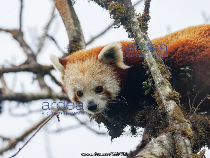 : Red Panda. Npal, Himalaya, Parc national de Singalila, Petit panda ou Panda roux : Red Panda. Npal, Himalaya, Parc national de Singalila, Petit panda ou Panda roux