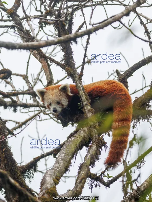: Red Panda. Npal, Himalaya, Parc national de Singalila, Petit panda ou Panda roux : Red Panda. Npal, Himalaya, Parc national de Singalila, Petit panda ou Panda roux
