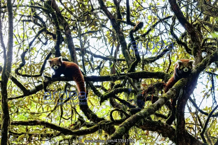 : Red Panda. Npal, Parc national de Singalila, Petit panda ou Panda roux : Red Panda. Npal, Parc national de Singalila, Petit panda ou Panda roux
