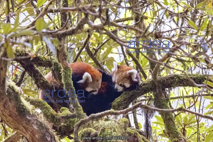 : Red Panda. Npal, Parc national de Singalila, Petit panda ou Panda roux : Red Panda. Npal, Parc national de Singalila, Petit panda ou Panda roux