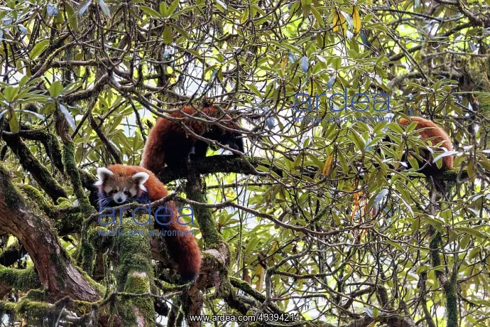 : Red Panda. Npal, Parc national de Singalila, Petit panda ou Panda roux : Red Panda. Npal, Parc national de Singalila, Petit panda ou Panda roux