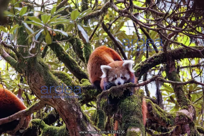 : Red Panda. Npal, Parc national de Singalila, Petit panda ou Panda roux : Red Panda. Npal, Parc national de Singalila, Petit panda ou Panda roux