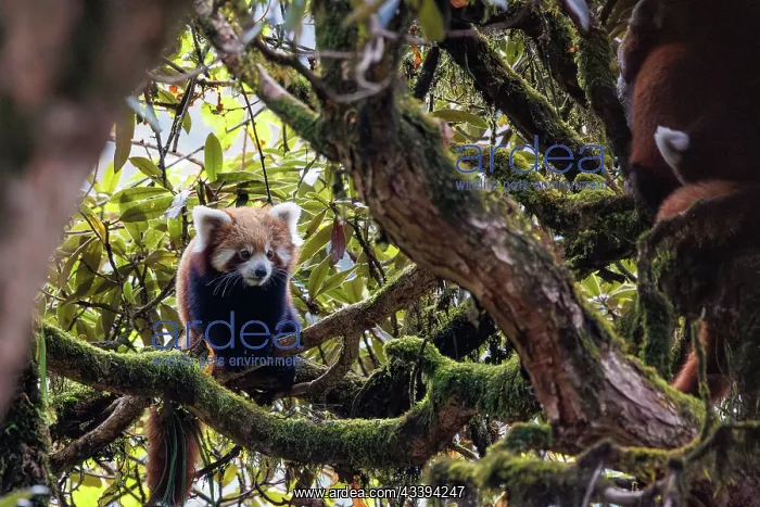 : Red Panda. Npal, Parc national de Singalila, Petit panda ou Panda roux : Red Panda. Npal, Parc national de Singalila, Petit panda ou Panda roux