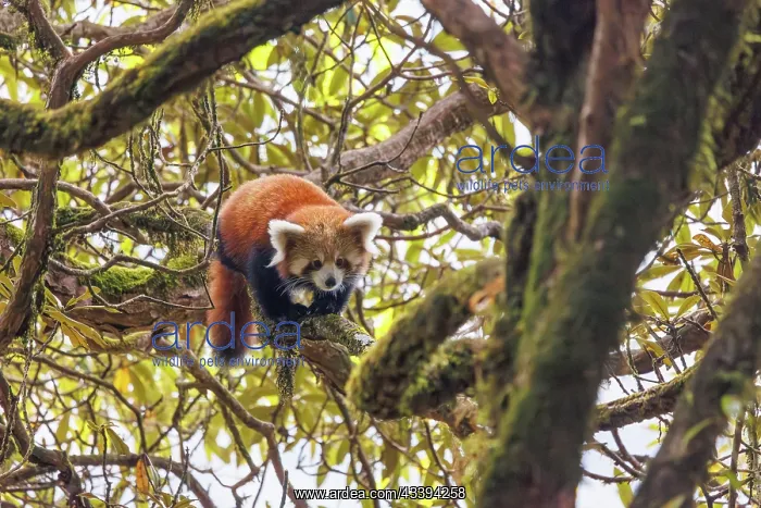 : Red Panda. Npal, Parc national de Singalila, Petit panda ou Panda roux : Red Panda. Npal, Parc national de Singalila, Petit panda ou Panda roux