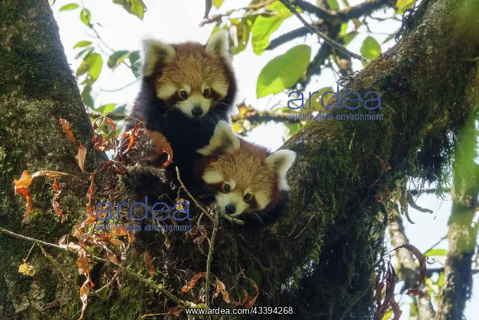 : Red Panda. Npal, Parc national de Singalila, Petit panda ou Panda roux : Red Panda. Npal, Parc national de Singalila, Petit panda ou Panda roux