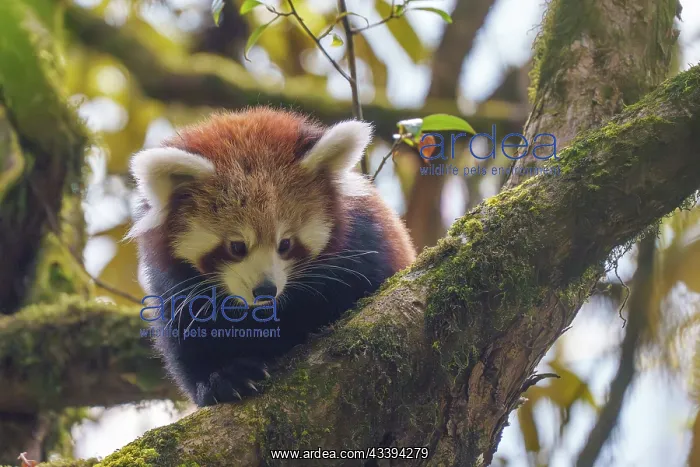 : Red Panda. Npal, Himalaya, Parc national de Singalila, Petit panda ou Panda roux : Red Panda. Npal, Himalaya, Parc national de Singalila, Petit panda ou Panda roux