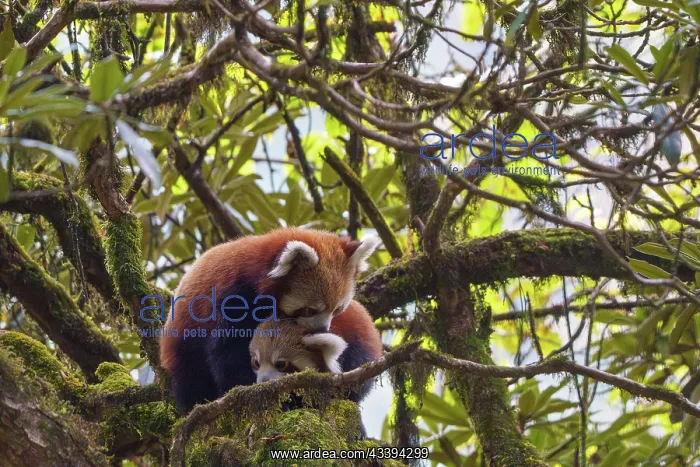 : Red Panda. Npal, Himalaya, Parc national de Singalila, Petit panda ou Panda roux : Red Panda. Npal, Himalaya, Parc national de Singalila, Petit panda ou Panda roux