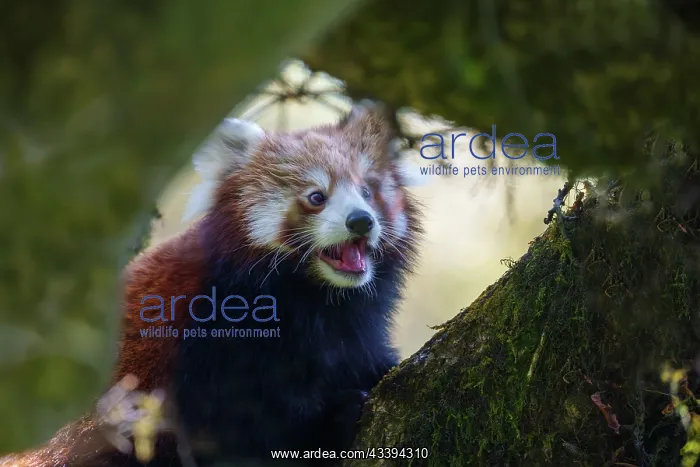 : Red Panda. Npal, Parc national de Singalila, Petit panda ou Panda roux : Red Panda. Npal, Parc national de Singalila, Petit panda ou Panda roux