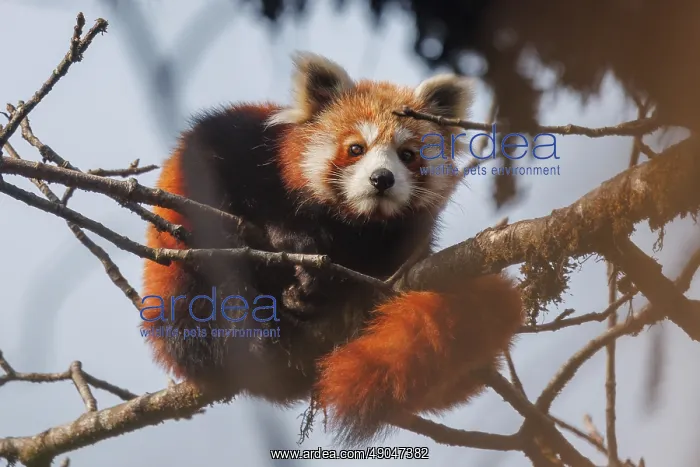 : Red Panda. Népal, Himalaya, Parc national de Singalila, Petit panda ou Panda roux : Red Panda. Népal, Himalaya, Parc national de Singalila, Petit panda ou Panda roux