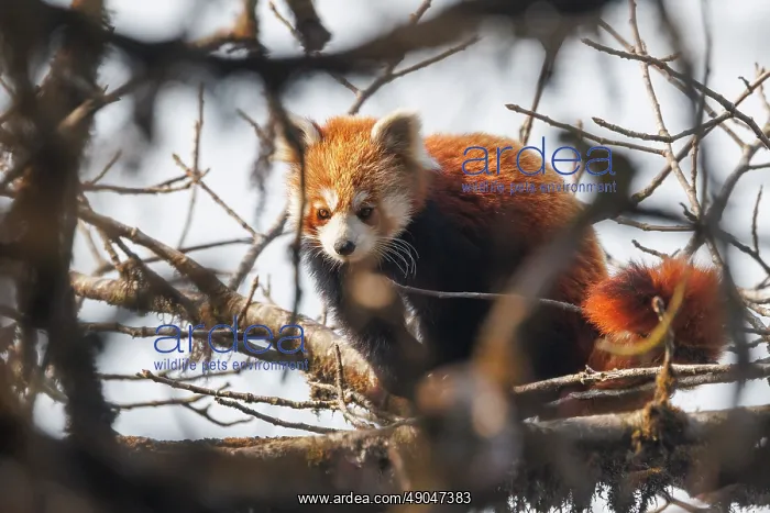 : Red Panda. Népal, Himalaya, Parc national de Singalila, Petit panda ou Panda roux : Red Panda. Népal, Himalaya, Parc national de Singalila, Petit panda ou Panda roux