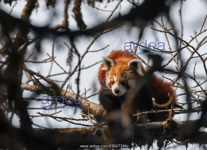 : Red Panda. Népal, Himalaya, Parc national de Singalila, Petit panda ou Panda roux : Red Panda. Népal, Himalaya, Parc national de Singalila, Petit panda ou Panda roux
