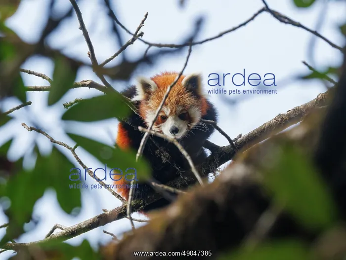 : Red Panda. Népal, Himalaya, Parc national de Singalila, Petit panda ou Panda roux : Red Panda. Népal, Himalaya, Parc national de Singalila, Petit panda ou Panda roux