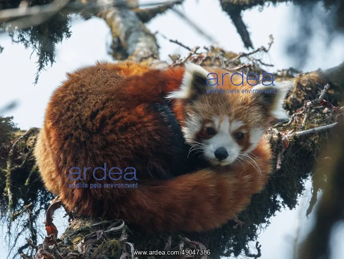 : Red Panda. Népal, Himalaya, Parc national de Singalila, Petit panda ou Panda roux : Red Panda. Népal, Himalaya, Parc national de Singalila, Petit panda ou Panda roux