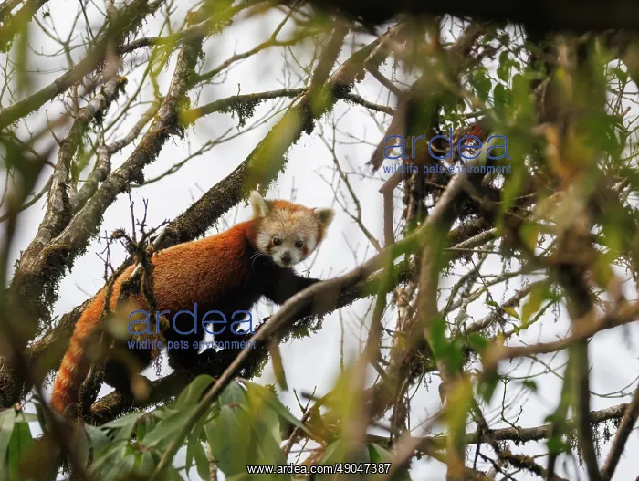 : Red Panda. Népal, Himalaya, Parc national de Singalila, Petit panda ou Panda roux : Red Panda. Népal, Himalaya, Parc national de Singalila, Petit panda ou Panda roux