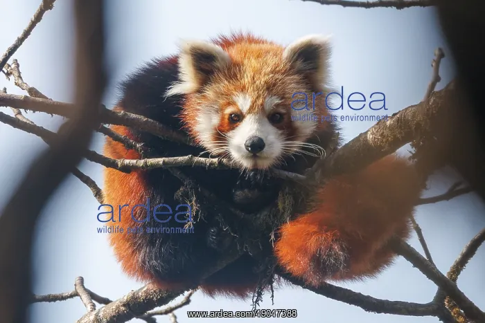 : Red Panda. Népal, Himalaya, Parc national de Singalila, Petit panda ou Panda roux : Red Panda. Népal, Himalaya, Parc national de Singalila, Petit panda ou Panda roux