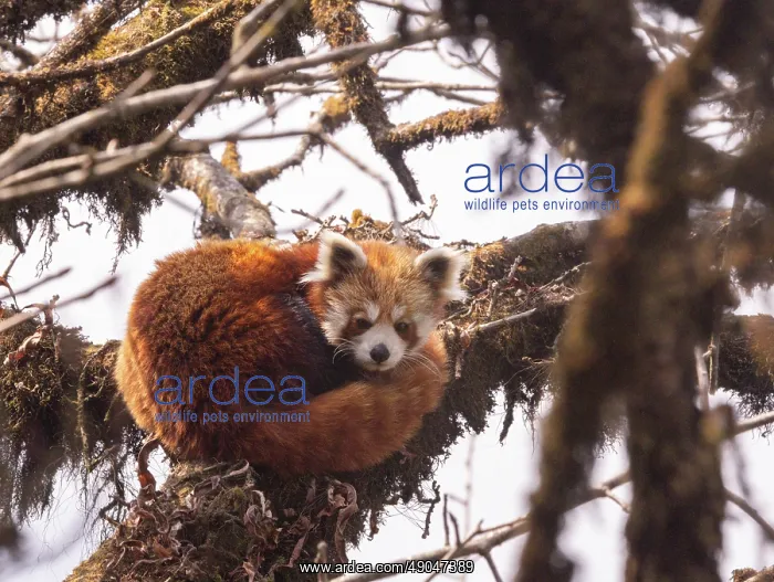 : Red Panda. Népal, Himalaya, Parc national de Singalila, Petit panda ou Panda roux : Red Panda. Népal, Himalaya, Parc national de Singalila, Petit panda ou Panda roux