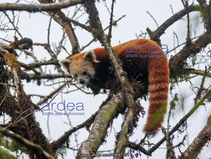 : Red Panda. Népal, Himalaya, Parc national de Singalila, Petit panda ou Panda roux : Red Panda. Népal, Himalaya, Parc national de Singalila, Petit panda ou Panda roux