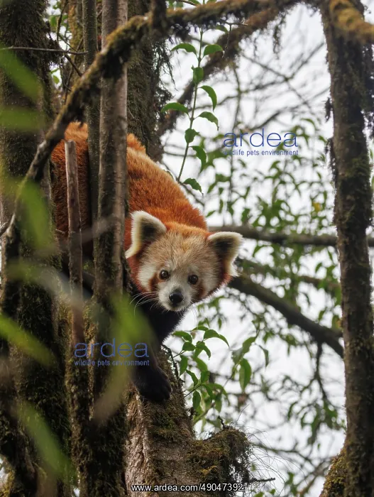 : Red Panda. Népal, Himalaya, Parc national de Singalila, Petit panda ou Panda roux : Red Panda. Népal, Himalaya, Parc national de Singalila, Petit panda ou Panda roux