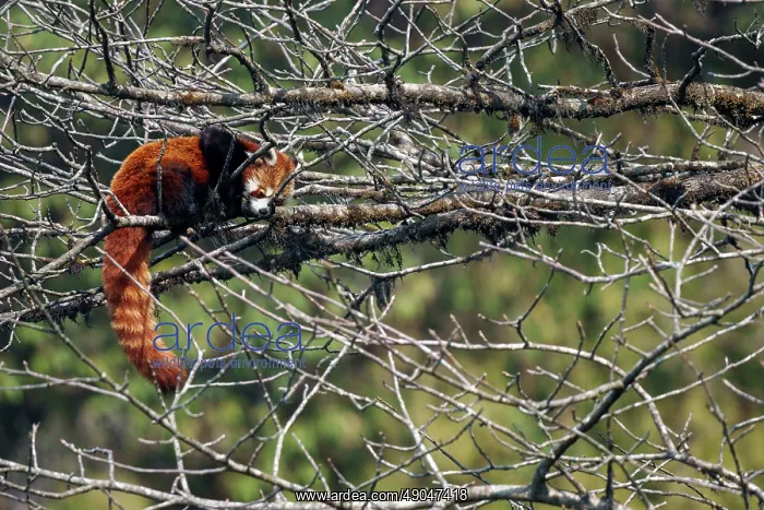 : Red Panda. Népal, Himalaya, Parc national de Singalila, Petit panda ou Panda roux : Red Panda. Népal, Himalaya, Parc national de Singalila, Petit panda ou Panda roux