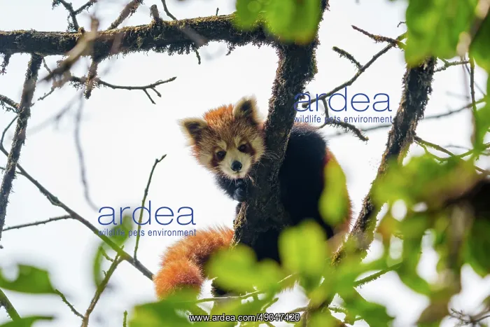 : Red Panda. Népal, Himalaya, Parc national de Singalila, Petit panda ou Panda roux : Red Panda. Népal, Himalaya, Parc national de Singalila, Petit panda ou Panda roux