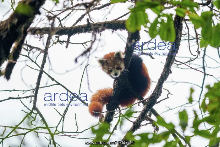 : Red Panda. Népal, Himalaya, Parc national de Singalila, Petit panda ou Panda roux : Red Panda. Népal, Himalaya, Parc national de Singalila, Petit panda ou Panda roux