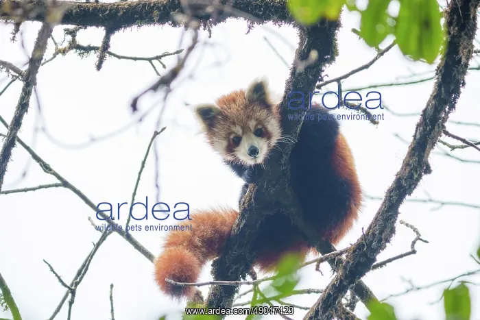 : Red Panda. Népal, Himalaya, Parc national de Singalila, Petit panda ou Panda roux : Red Panda. Népal, Himalaya, Parc national de Singalila, Petit panda ou Panda roux