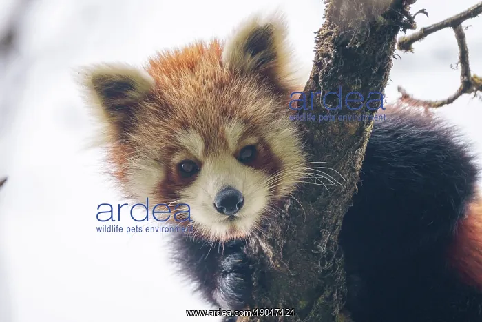 : Red Panda. Népal, Himalaya, Parc national de Singalila, Petit panda ou Panda roux : Red Panda. Népal, Himalaya, Parc national de Singalila, Petit panda ou Panda roux