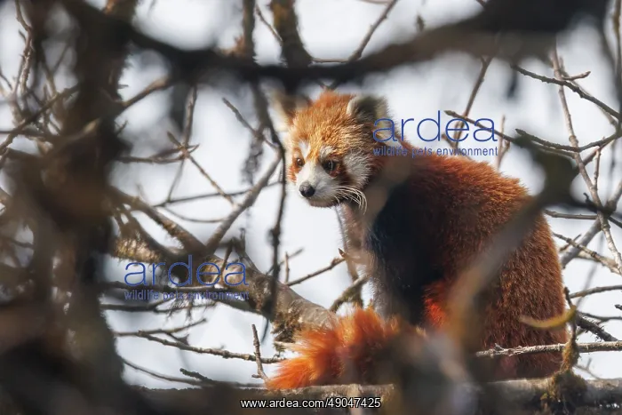 : Red Panda. Népal, Himalaya, Parc national de Singalila, Petit panda ou Panda roux : Red Panda. Népal, Himalaya, Parc national de Singalila, Petit panda ou Panda roux