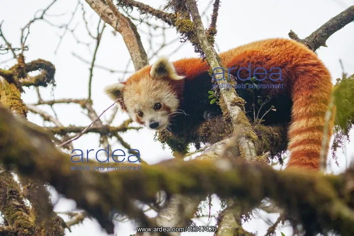 : Red Panda. Népal, Himalaya, Parc national de Singalila, Petit panda ou Panda roux : Red Panda. Népal, Himalaya, Parc national de Singalila, Petit panda ou Panda roux