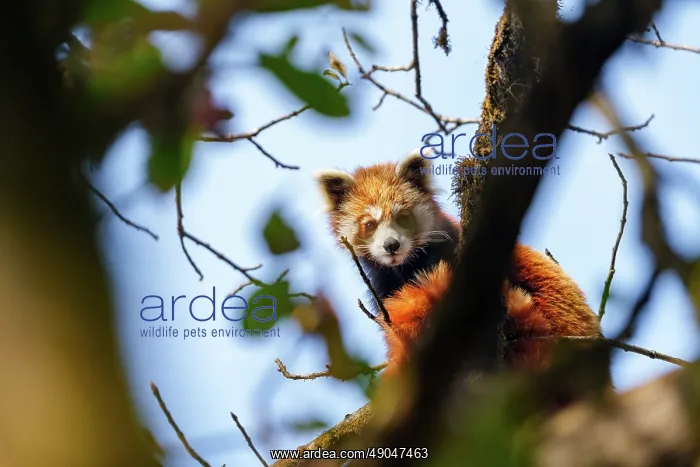 : Red Panda. Népal, Himalaya, Parc national de Singalila, Petit panda ou Panda roux : Red Panda. Népal, Himalaya, Parc national de Singalila, Petit panda ou Panda roux