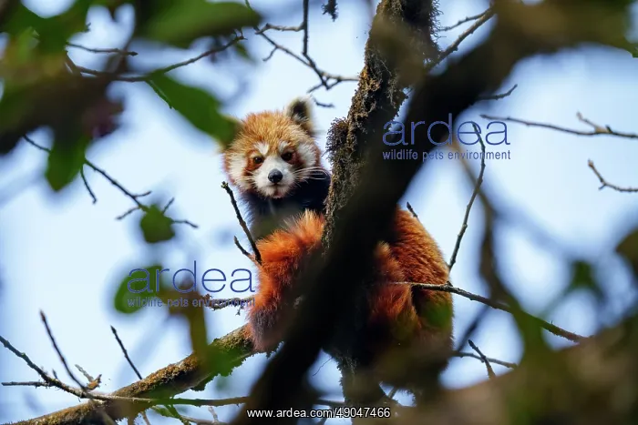 : Red Panda. Népal, Himalaya, Parc national de Singalila, Petit panda ou Panda roux : Red Panda. Népal, Himalaya, Parc national de Singalila, Petit panda ou Panda roux