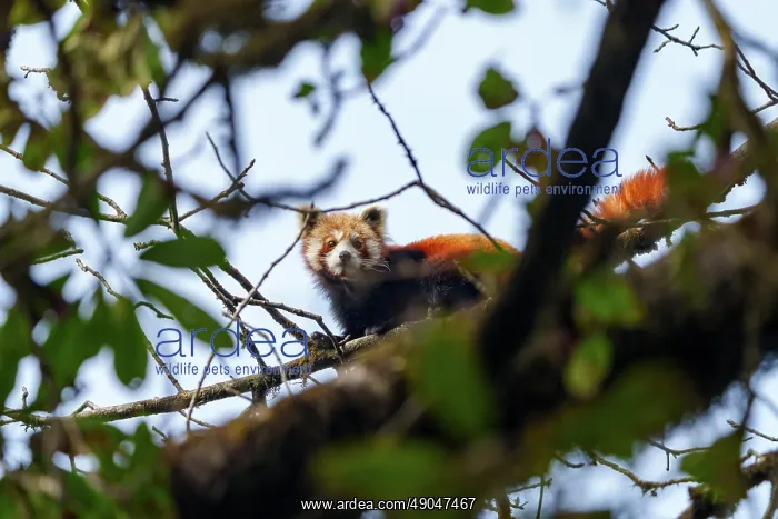 : Red Panda. Népal, Himalaya, Parc national de Singalila, Petit panda ou Panda roux : Red Panda. Népal, Himalaya, Parc national de Singalila, Petit panda ou Panda roux