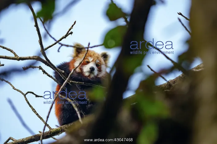 : Red Panda. Népal, Himalaya, Parc national de Singalila, Petit panda ou Panda roux : Red Panda. Népal, Himalaya, Parc national de Singalila, Petit panda ou Panda roux