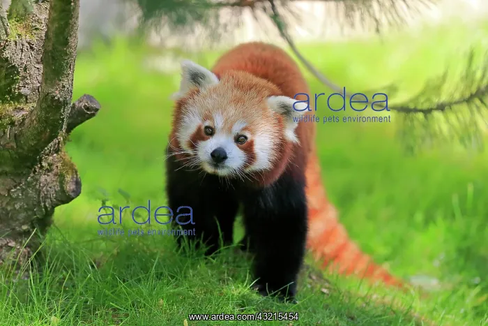 : Red panda (Ailurus fulgens), adult, alert, on tree : Red panda (Ailurus fulgens), adult, alert, on tree