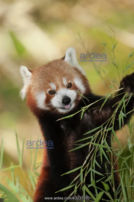 : Red Panda (ailurus fulgens), Adult eating Bamboo's Leaves : Red Panda (ailurus fulgens), Adult eating Bamboo's Leaves