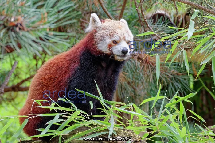 : Red panda (Ailurus fulgens), captive, occurrence e : Red panda (Ailurus fulgens), captive, occurrence e