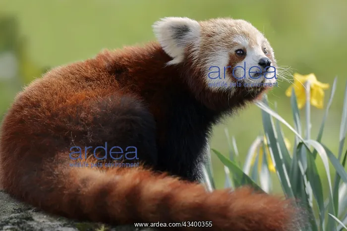 : Red panda (Ailurus fulgens), captive, occurring : Red panda (Ailurus fulgens), captive, occurring