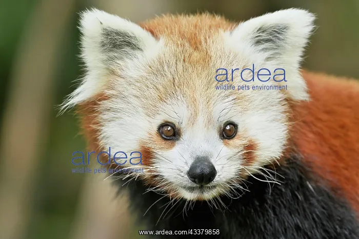 : Red panda (Ailurus fulgens), captive, Switzerland : Red panda (Ailurus fulgens), captive, Switzerland