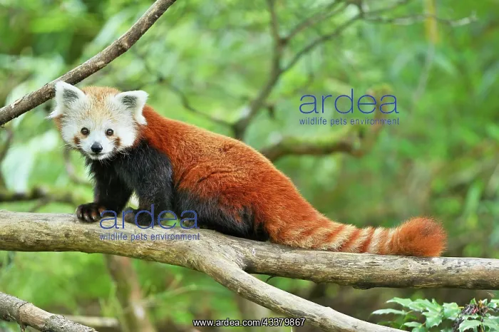 : Red panda (Ailurus fulgens), captive, Switzerland : Red panda (Ailurus fulgens), captive, Switzerland
