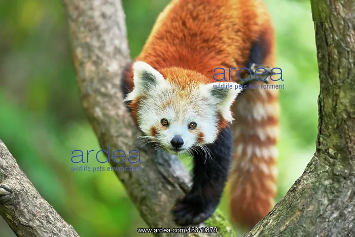 : Red panda (Ailurus fulgens), captive, Switzerland : Red panda (Ailurus fulgens), captive, Switzerland