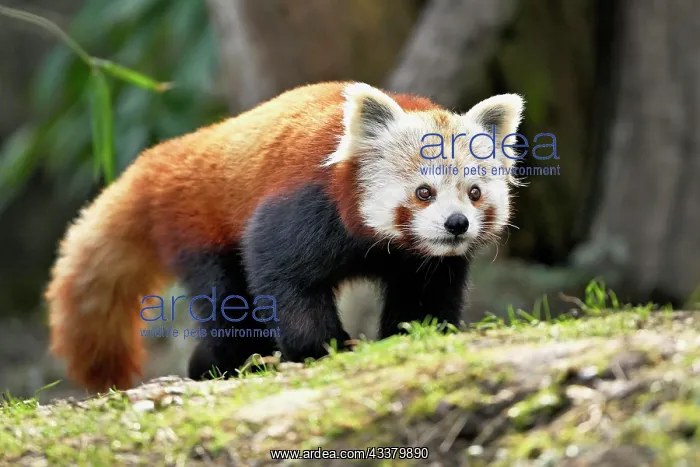 : Red panda (Ailurus fulgens), captive, Switzerland : Red panda (Ailurus fulgens), captive, Switzerland