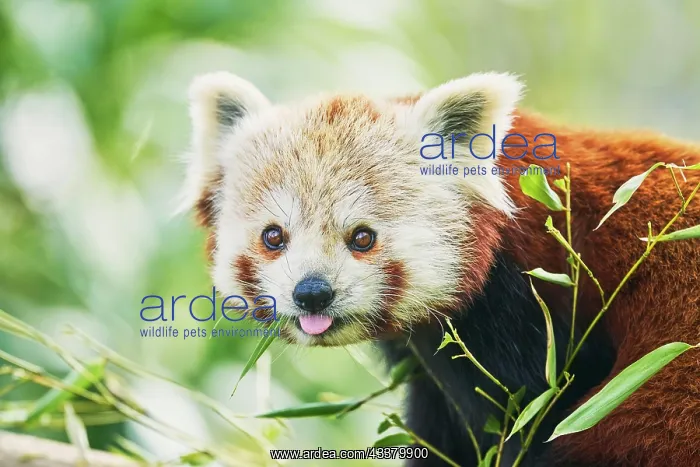 : Red panda (Ailurus fulgens), captive, Switzerland : Red panda (Ailurus fulgens), captive, Switzerland