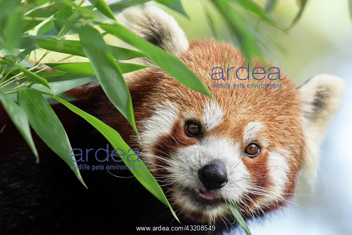 : Red panda (Ailurus fulgens), eats bamboo, observes : Red panda (Ailurus fulgens), eats bamboo, observes