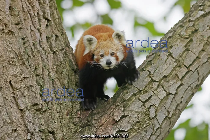 : Red panda (Ailurus fulgens fulgens) climbing a branch : Red panda (Ailurus fulgens fulgens) climbing a branch