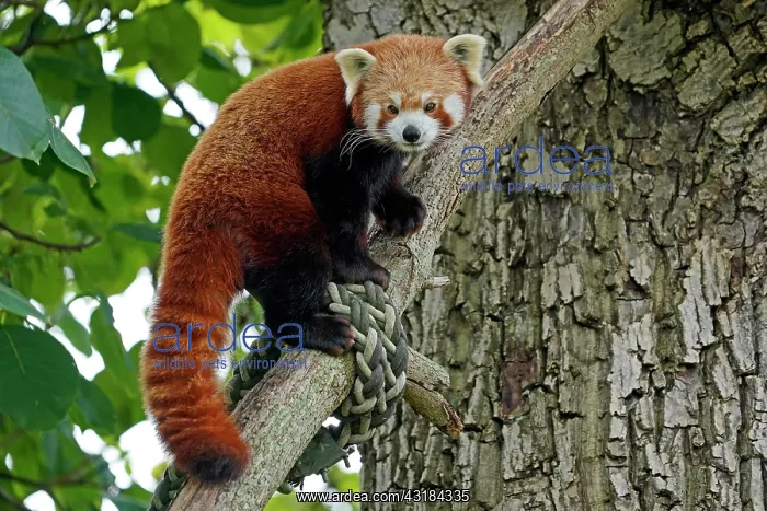 : Red panda (Ailurus fulgens fulgens) climbing a tree : Red panda (Ailurus fulgens fulgens) climbing a tree