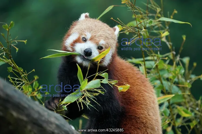 : Red panda (Ailurus fulgens fulgens) feeding, captive : Red panda (Ailurus fulgens fulgens) feeding, captive