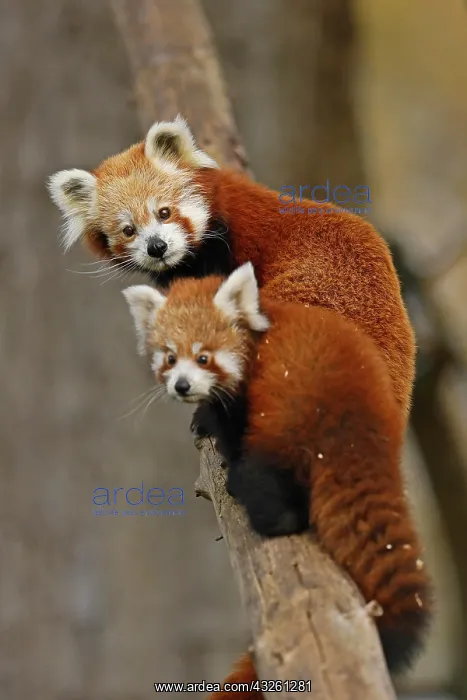  : Red panda (Ailurus fulgens fulgens) Old animal with