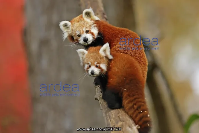 : Red panda (Ailurus fulgens fulgens) Old animal with : Red panda (Ailurus fulgens fulgens) Old animal with