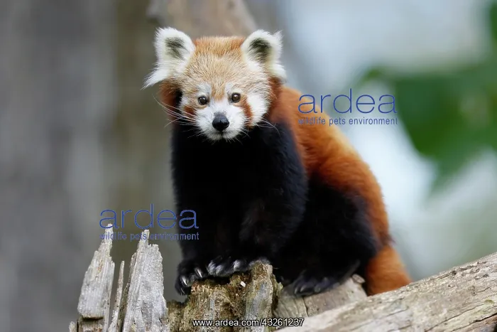 : Red panda (Ailurus fulgens fulgens) on a tree trunk : Red panda (Ailurus fulgens fulgens) on a tree trunk