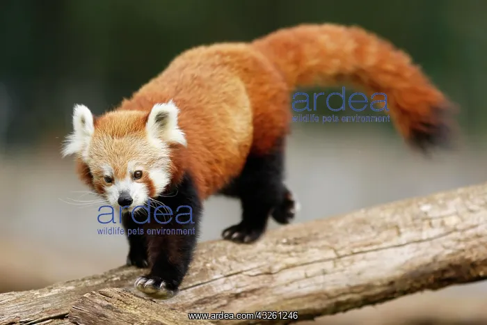 : Red panda (Ailurus fulgens fulgens) on a tree trunk : Red panda (Ailurus fulgens fulgens) on a tree trunk